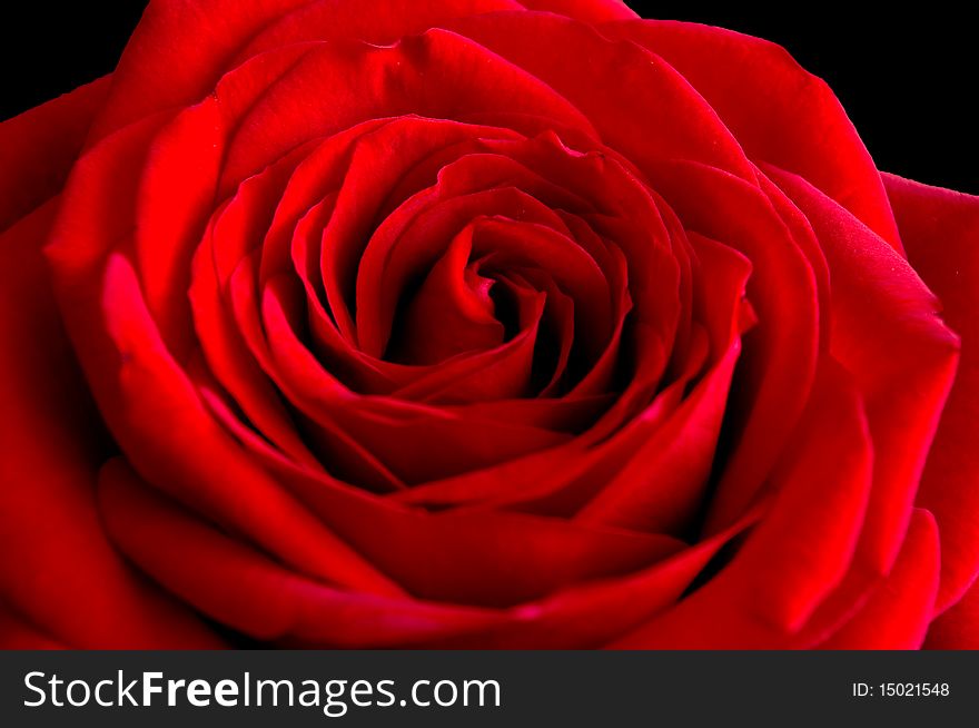 Red Rose Shot Against Black Velvet Background