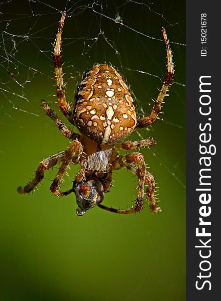 Cross-spider with prey in its web. Cross-spider with prey in its web