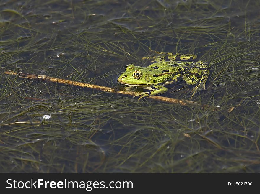 Green bullfrog among waterplants, its left foot on reed