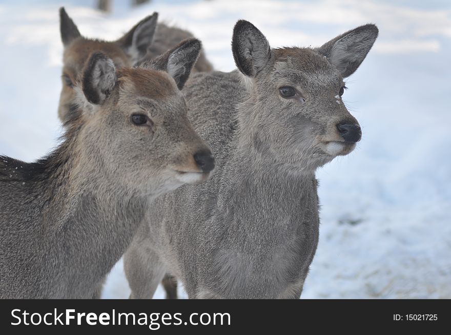 Three deers in winter time at japan