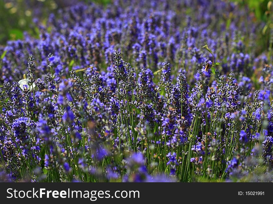 Color lavender field close-up