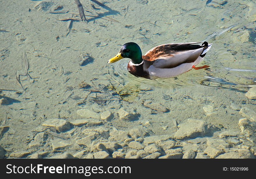 Swimming drake in the clear water