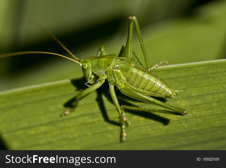 Grasshopper On The Grass