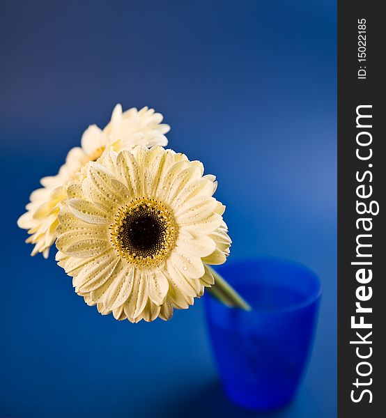 Two cream gerbera flowers in a blue vase. Two cream gerbera flowers in a blue vase