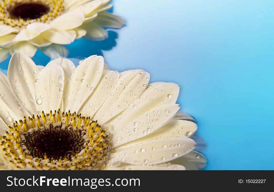 Gerbera daisies floating on water. Gerbera daisies floating on water