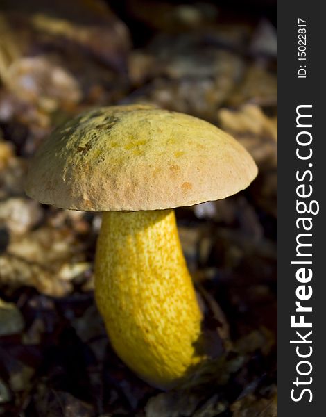 A photo of a  mushroom in sunshine