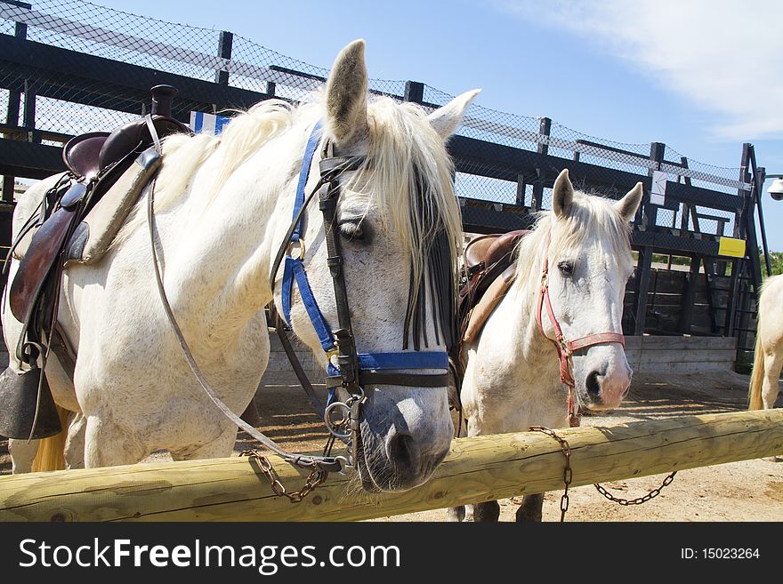 First floor of a horse tied to the fence