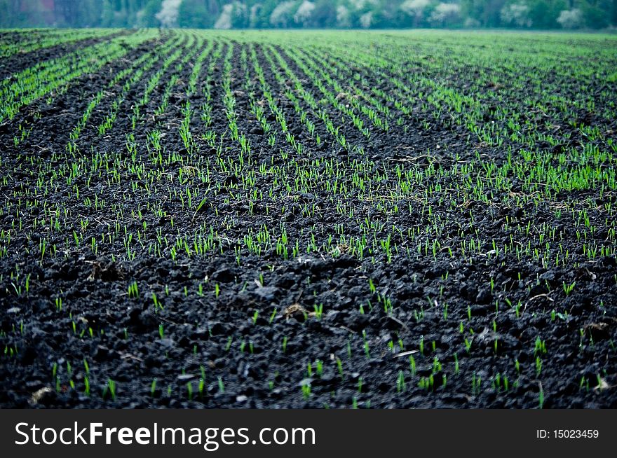 Field of spring in poland