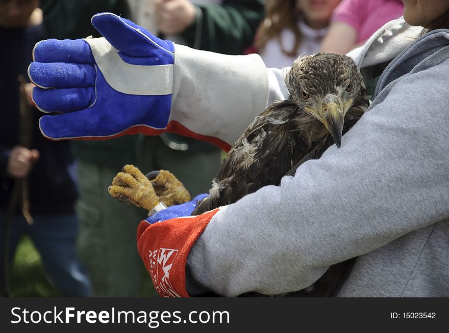 Young bald eagle being released back into the wild. Young bald eagle being released back into the wild