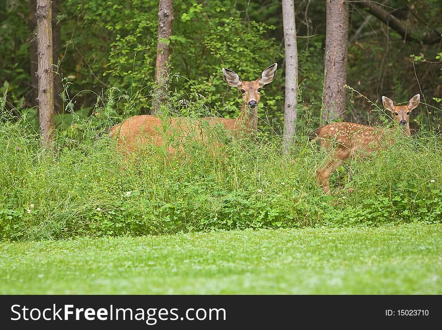 Doe And Fawn Wildlife