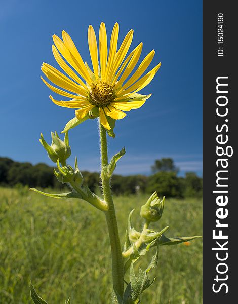 Tall yellow flower in a sunny field. Tall yellow flower in a sunny field