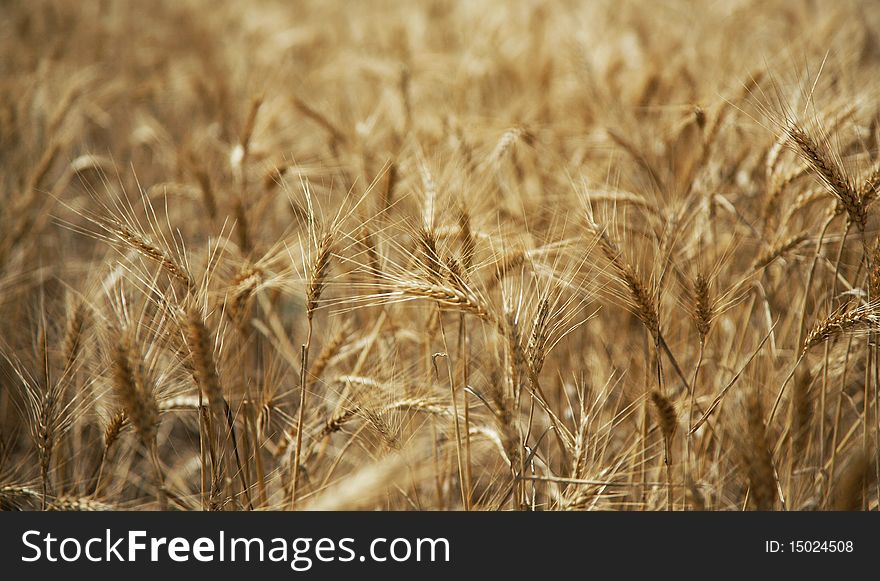 Ripe agricultural bread wheat field. Ripe agricultural bread wheat field