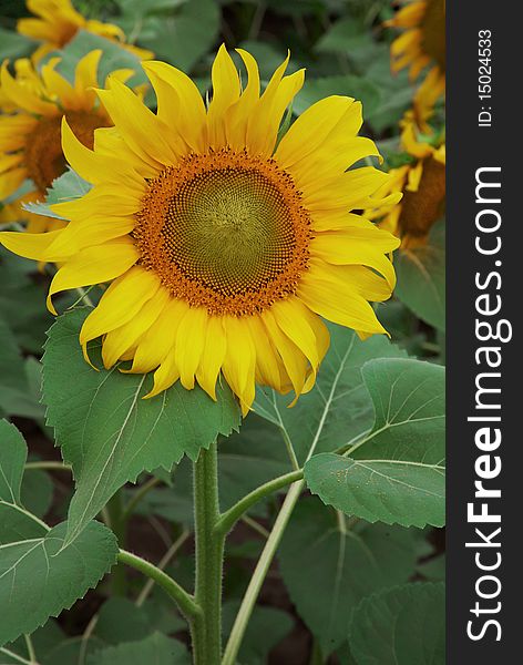 Beautiful color flower sunflower outdoors. Beautiful color flower sunflower outdoors