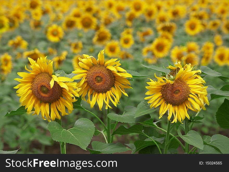 Beautiful color flower sunflower outdoors. Beautiful color flower sunflower outdoors