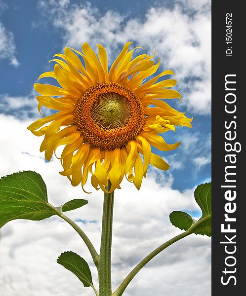 Beautiful sunflower against the dark blue sky with clouds