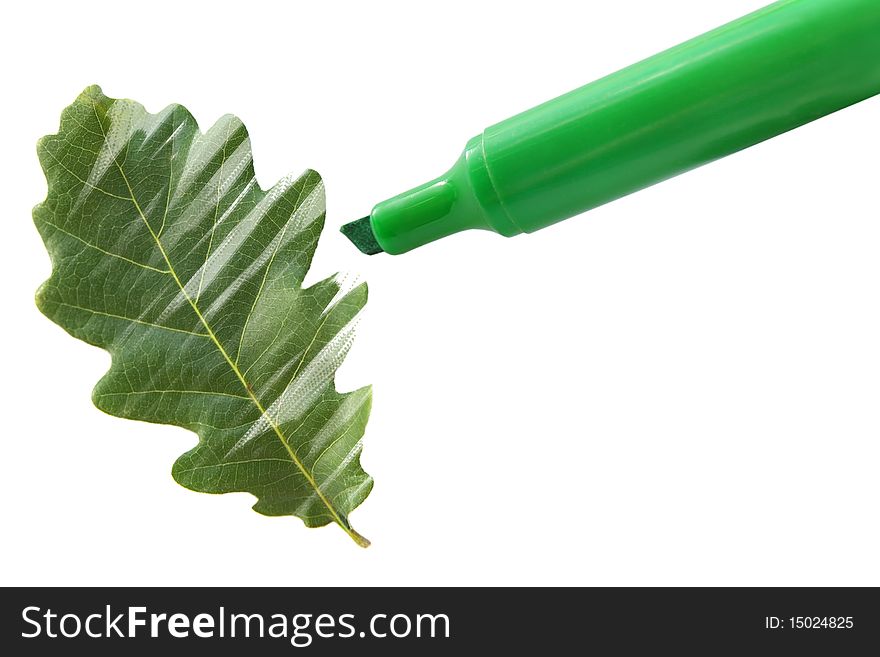 Marker drawing the green oak leaf. Marker drawing the green oak leaf