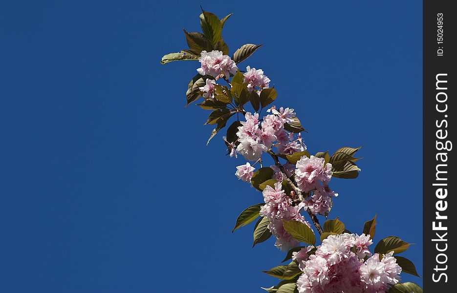 Japanese Cherry tree blossoms agianst a blue sky in Central Park, New York City