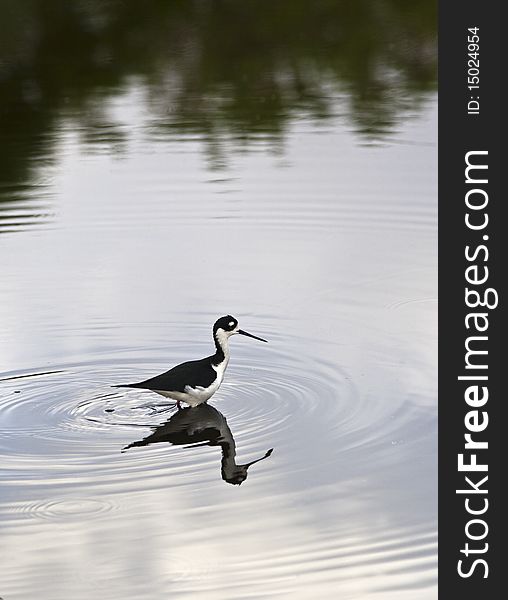 Black necked stilt (Himantopus mexicanus)