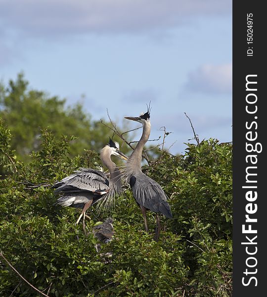 Great Blue Heron in early spring in Florida nesting in everglades, shot near Boca Raton