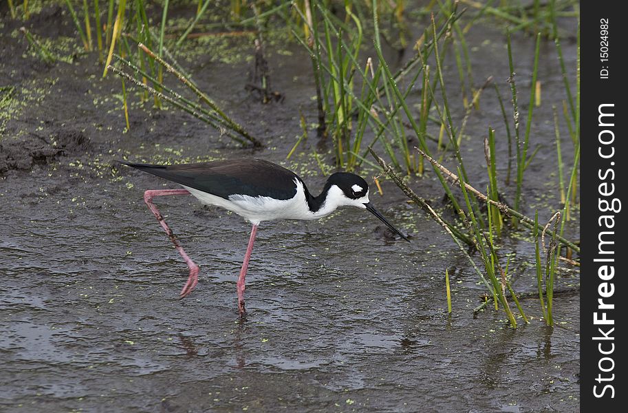 Black necked stilt (Himantopus mexicanus) feeding in Florida Everglades in early spring