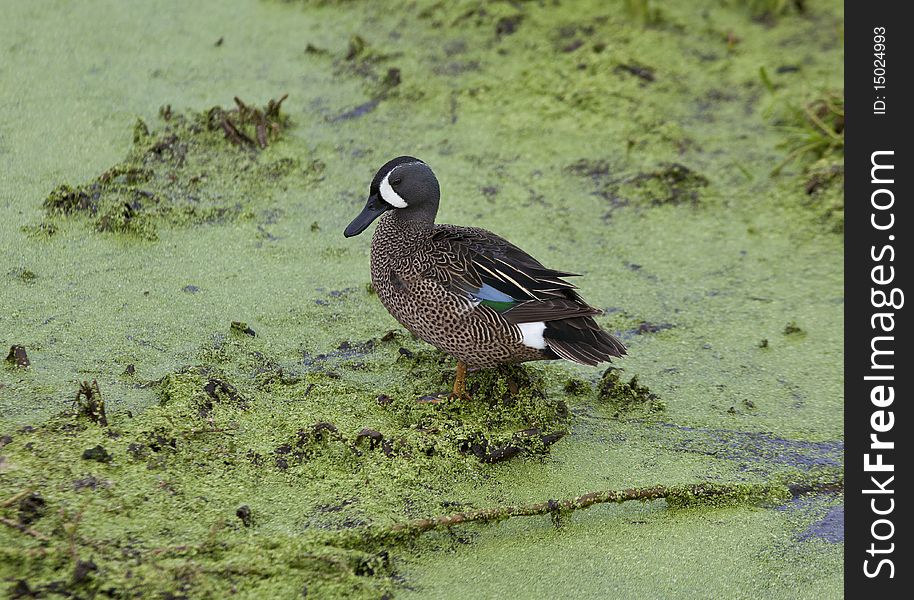 Blue-winged teal duck in the everglades of Florida