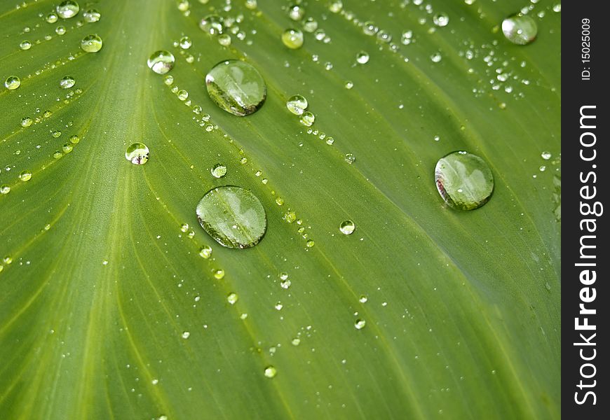 Water drops on a large green leaf after a rain in Central Park