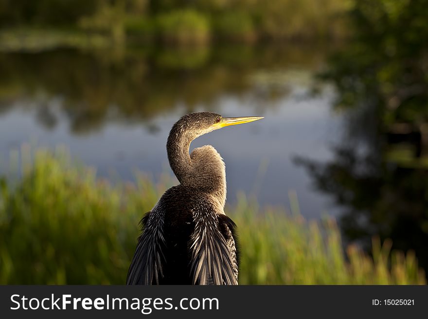Anhinga bird in Everglades national Park in the early morning