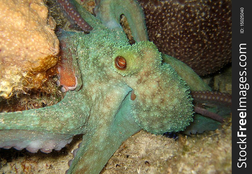 Octopus night dive grand caymam