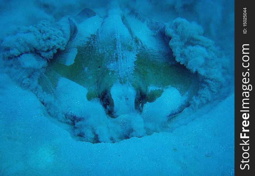 Sting ray free diving grand cayman