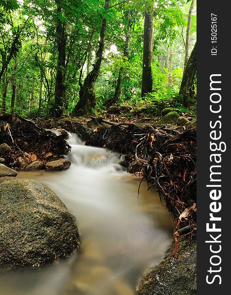 Stream flowing into the tropical forest.