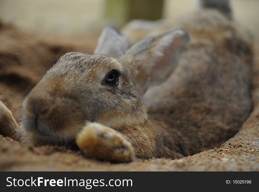 Some rabbit pictures taken at a rabbit park