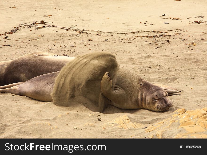 Seal, California Coast