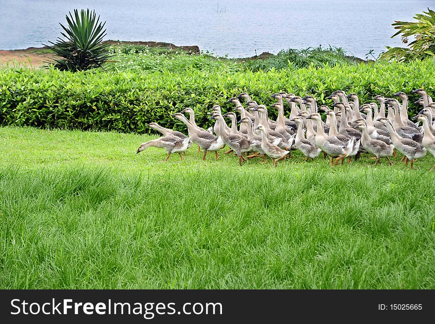 A group of goose on garden ,with grass and lake.