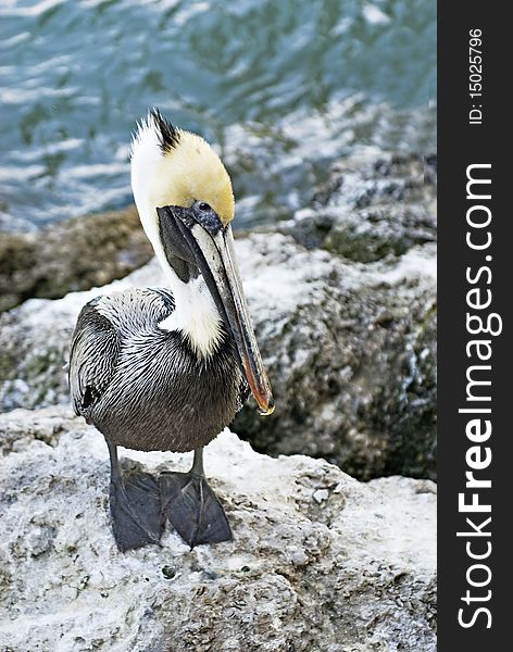 A cute young pelican standing on a rock beside the water, vertical with copy space. A cute young pelican standing on a rock beside the water, vertical with copy space