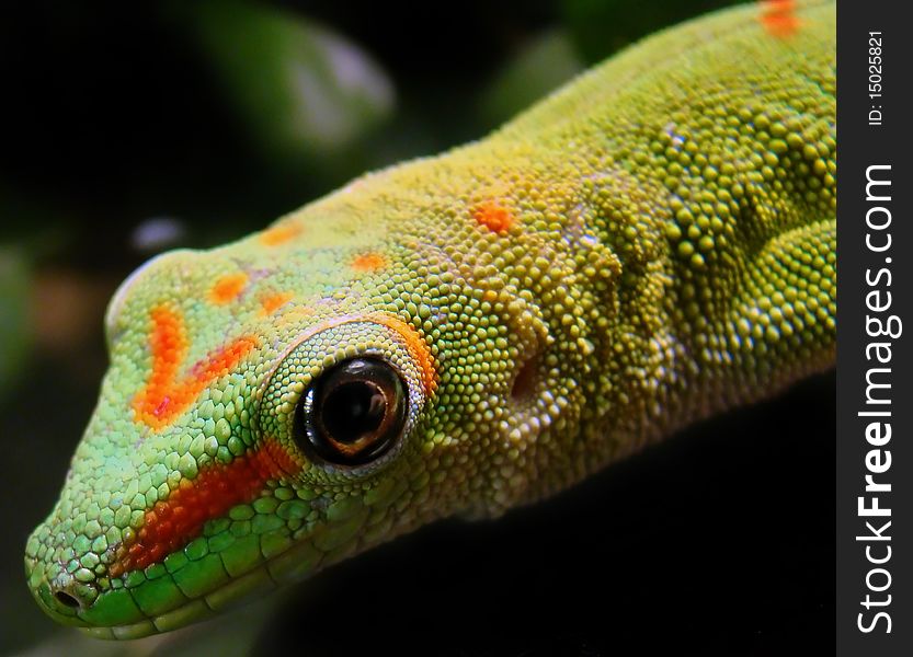 A captive adult madagascar giant day gecko