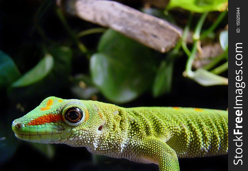 Madagascar giant day gecko