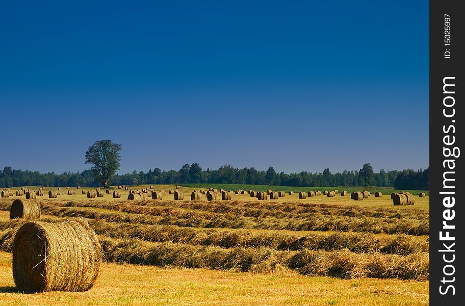 Round hay bale harvest in field with a blue sky background. Round hay bale harvest in field with a blue sky background