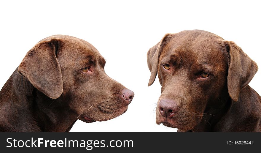 A shot of two chocolate labradors on white