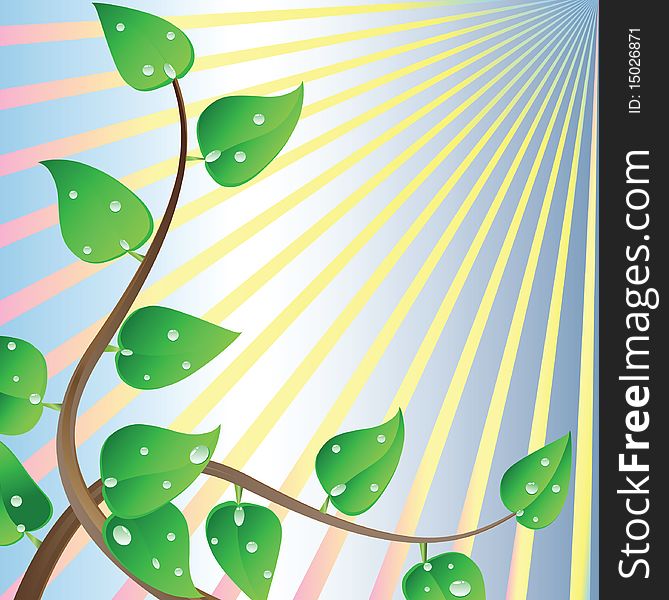 Wet leaves are shined by the sun. Vector illustration.