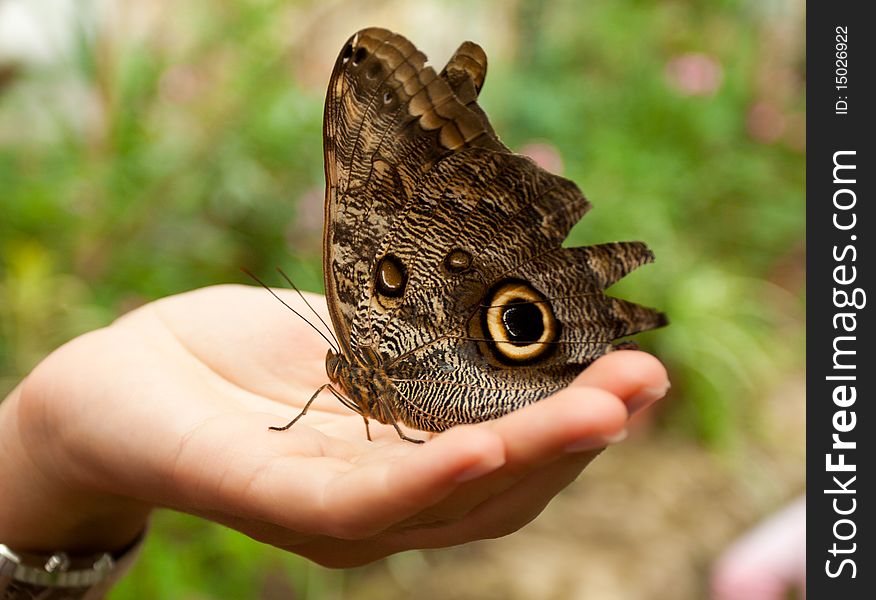 Caligo memnon butterfly sitting on woman hand. Caligo memnon butterfly sitting on woman hand