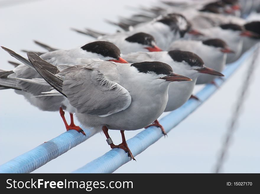 A group of terns finds relief from flying on the outriggers of a commercial fishing boad