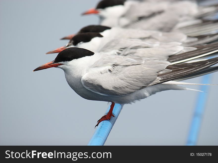 A group of terns finds relief from flying on the outriggers of a commercial fishing boad