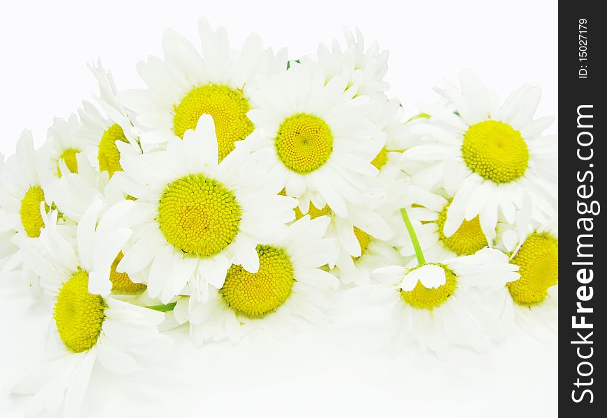 Bouquet of daisy field flowers as floral background. Bouquet of daisy field flowers as floral background