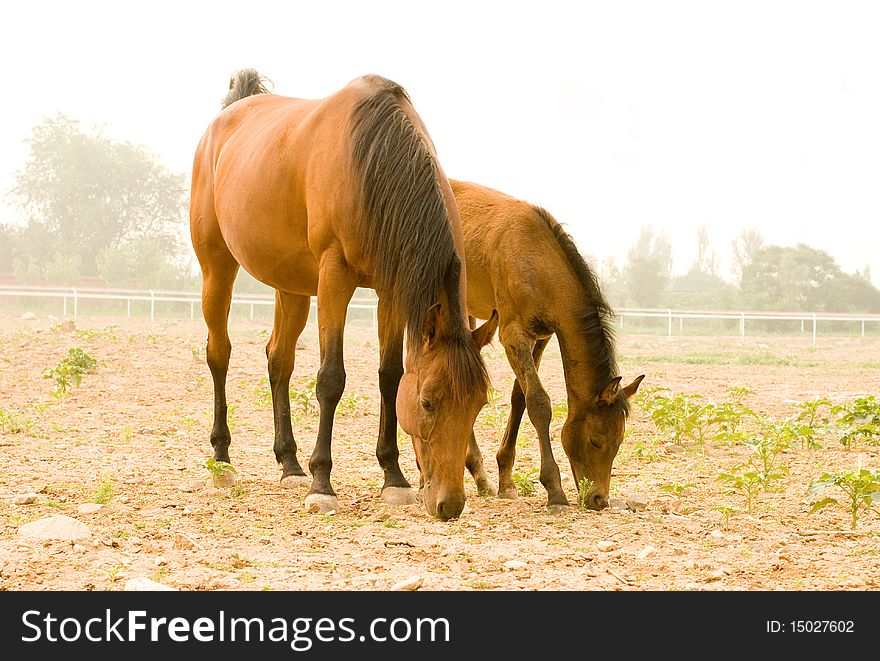 Some horses eating grass in a farm