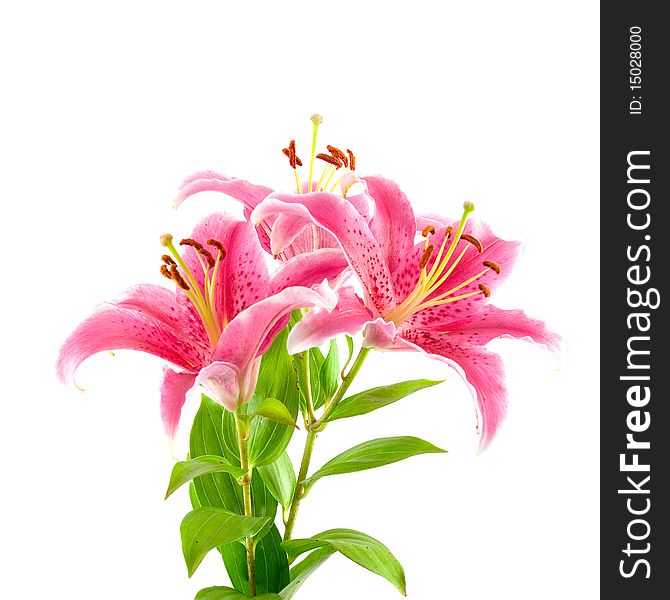 Pink liliy isolated on white background