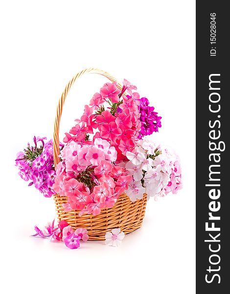 Bouquet of phloxes in a wicker basket on a white background