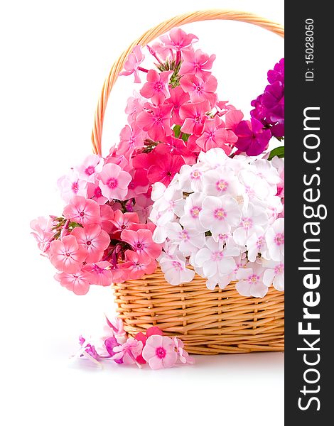 Bouquet of phloxes  in a wicker basket on a white background