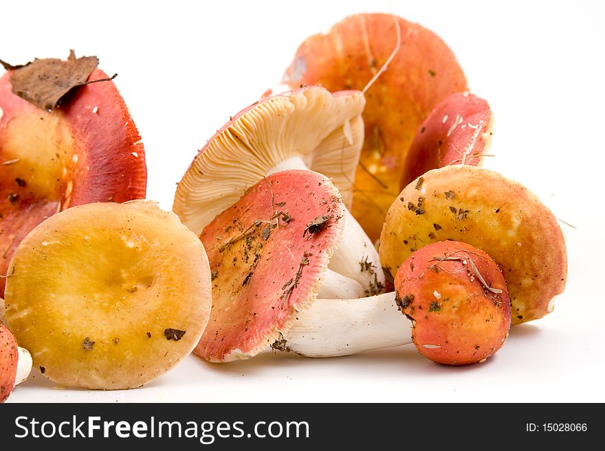 Mushrooms isolated on a white background