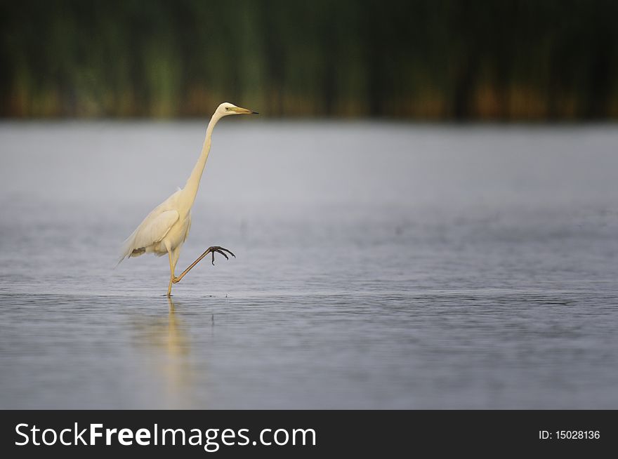 White aigrette preparing for atack in danube delta