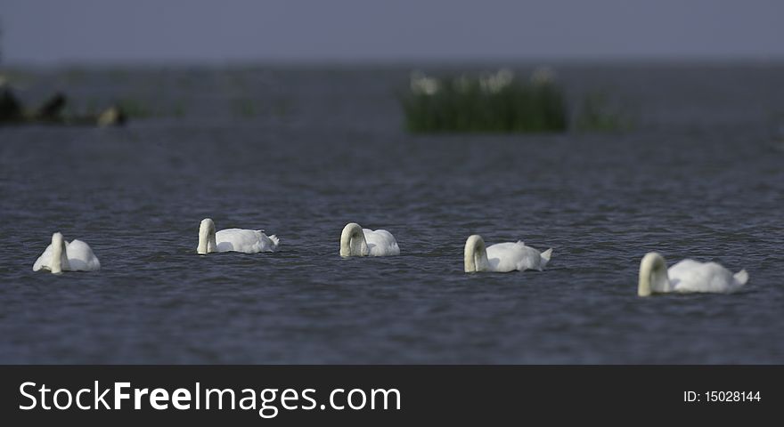 Few swans floating on the water with heads under water. Few swans floating on the water with heads under water
